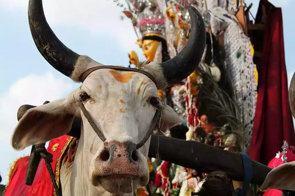 Close up of a healthy cow during a poojan