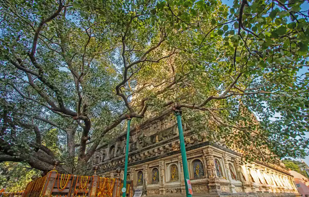बोधगया में बोधि वृक्ष
