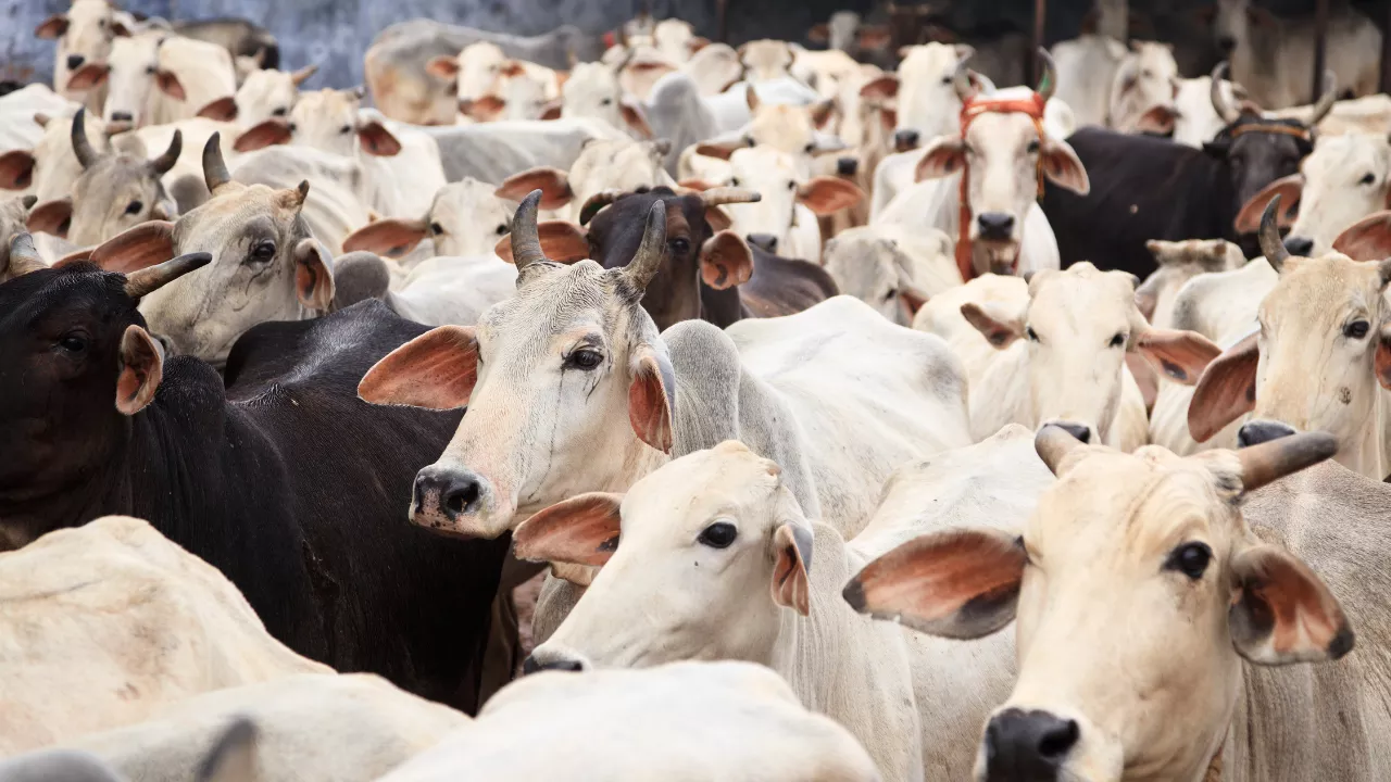 Gau daan for healty future- Gau Daan at Magh Mela 2026