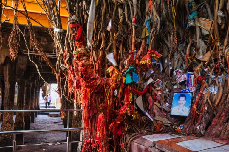The Akshayavat — the eternal banyan honoured at Gaya